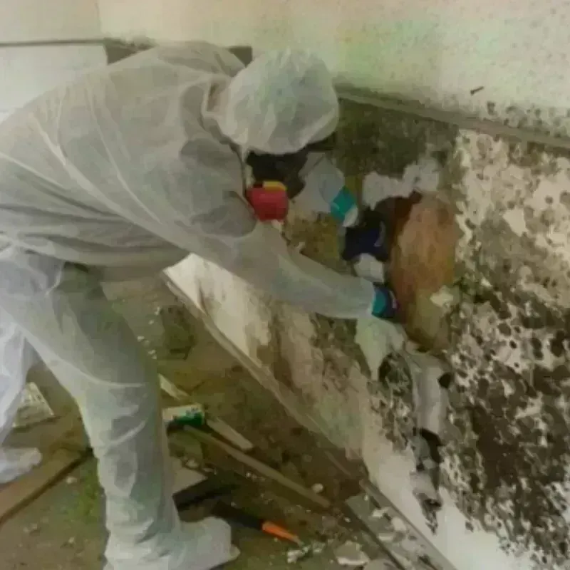 Mold Remediation and Removal in Fort Gibson, OK